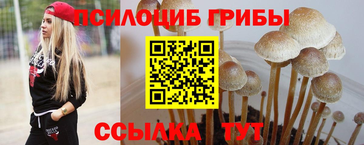 Раменское  Галлюциногенные грибы Psilocybe  Вход с VPN  цена   Псилоцибиновые грибы Psilocybe 